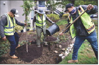 Tree maintenance and removal is a complex process