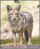 Coyote attack a reminder to keep dogs on leash