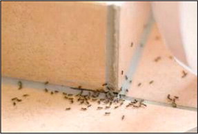 Stop ants before they invade Stop ants before they invade