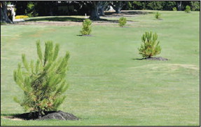 Resident says new pine trees might obscure golf course view Resident says new pine trees might obscure golf course view