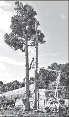Expect delays: City removing eucalyptus trees in Tice Valley Boulevard medians Expect delays: City removing eucalyptus trees in Tice Valley Boulevard medians