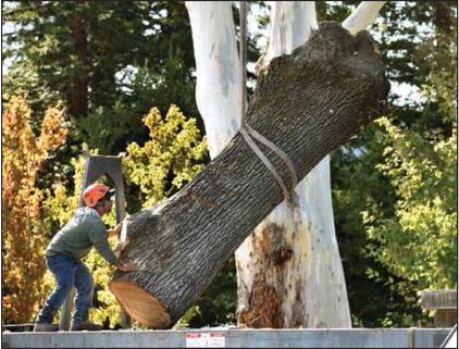 Strong winds take down trees Strong winds take down trees