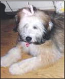 Kennel cough exposure Kennel cough exposure