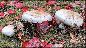 Mushrooms a pretty sight – but potentially dangerous
